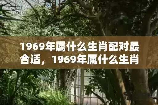 1969年属什么生肖配对最合适,1969年属什么生肖 1969年属什么生肖配对最合适,1969年属什么生肖