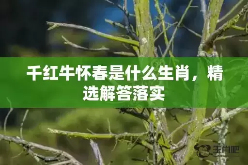 千红牛怀春是什么生肖,精选解答落实 千红牛怀春是什么生肖,精选解答落实