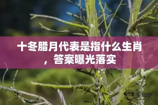 十冬腊月代表是指什么生肖，答案曝光落实