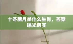 十冬腊月是什么生肖，答案曝光落实