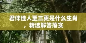 君伴佳人至三更是什么生肖，精选解答落实