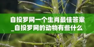 自投罗网一个生肖最佳答案_自投罗网的动物有些什么(自投罗网一个生肖最佳答案)