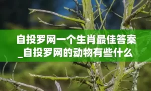 自投罗网一个生肖最佳答案_自投罗网的动物有些什么(自投罗网一个生肖最佳答案)