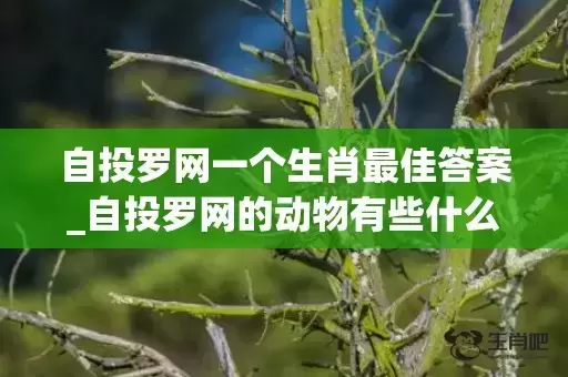 自投罗网一个生肖最佳答案_自投罗网的动物有些什么(自投罗网一个生肖最佳答案)