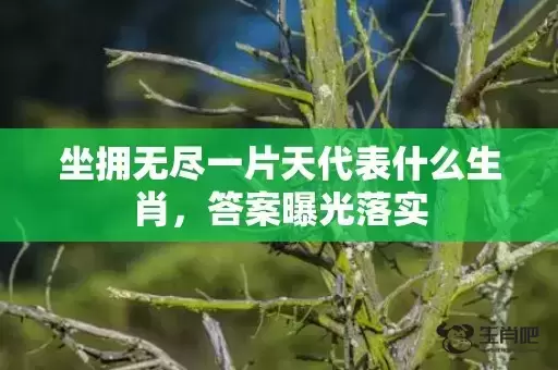 坐拥无尽一片天代表什么生肖，答案曝光落实