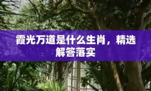 霞光万道是什么生肖，精选解答落实