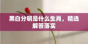 黑白分明是什么生肖，精选解答落实