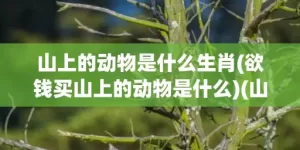 山上的动物是什么生肖(欲钱买山上的动物是什么)(山上称王是什么动物)