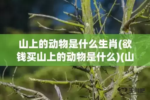 山上的动物是什么生肖(欲钱买山上的动物是什么)(山上称王是什么动物) 山上的动物是什么生肖(欲钱买山上的动物是什么)(山上称王是什么动物)