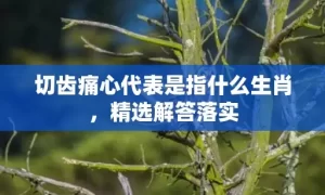 切齿痛心代表是指什么生肖，精选解答落实