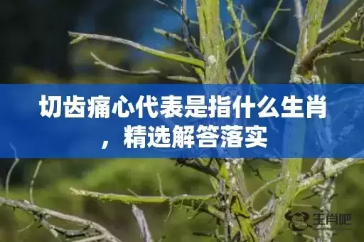 切齿痛心代表是指什么生肖，精选解答落实