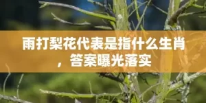 雨打梨花代表是指什么生肖，答案曝光落实