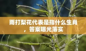 雨打梨花代表是指什么生肖，答案曝光落实