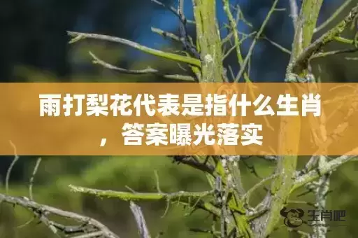 雨打梨花代表是指什么生肖，答案曝光落实