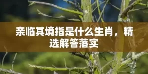 亲临其境指是什么生肖，精选解答落实