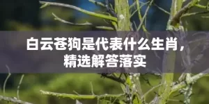 白云苍狗是代表什么生肖，精选解答落实