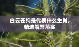 白云苍狗是代表什么生肖，精选解答落实