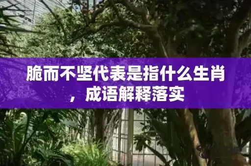 脆而不坚代表是指什么生肖,成语解释落实 脆而不坚代表是指什么生肖,成语解释落实