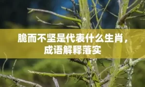 脆而不坚是代表什么生肖，成语解释落实