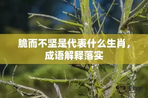 脆而不坚是代表什么生肖，成语解释落实