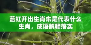 蓝红开出生肖东是代表什么生肖，成语解释落实