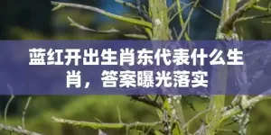 蓝红开出生肖东代表什么生肖，答案曝光落实