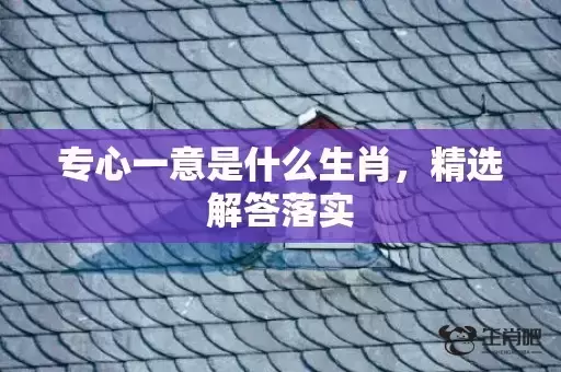 专心一意是什么生肖，精选解答落实