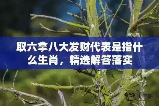 取六拿八大发财代表是指什么生肖，精选解答落实