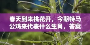 春天到来桃花开，今期特马公鸡来代表什么生肖，答案曝光落实