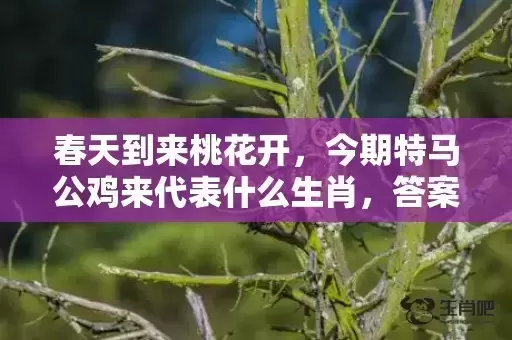 春天到来桃花开，今期特马公鸡来代表什么生肖，答案曝光落实