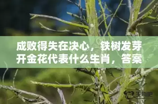 成败得失在决心，铁树发芽开金花代表什么生肖，答案曝光落实