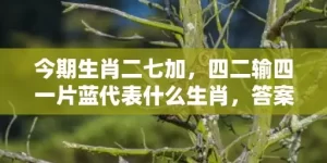 今期生肖二七加，四二输四一片蓝代表什么生肖，答案曝光落实