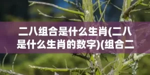 二八组合是什么生肖(二八是什么生肖的数字)(组合二八和四六是什么生肖)