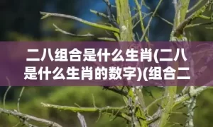 二八组合是什么生肖(二八是什么生肖的数字)(组合二八和四六是什么生肖)