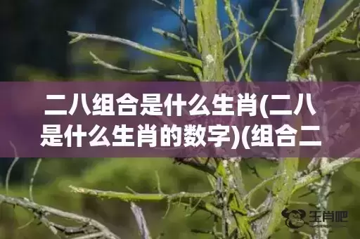 二八组合是什么生肖(二八是什么生肖的数字)(组合二八和四六是什么生肖)