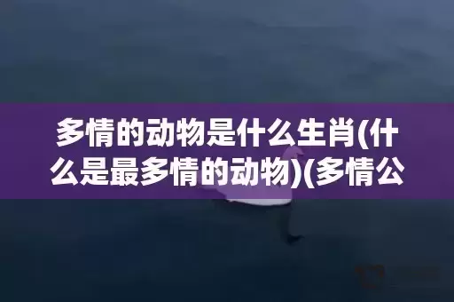 多情的动物是什么生肖(什么是最多情的动物)(多情公子是什么动物) 多情的动物是什么生肖(什么是最多情的动物)(多情公子是什么动物)