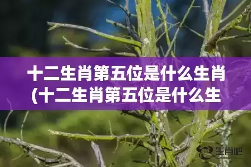 十二生肖第五位是什么生肖(十二生肖第五位是什么生肖)
