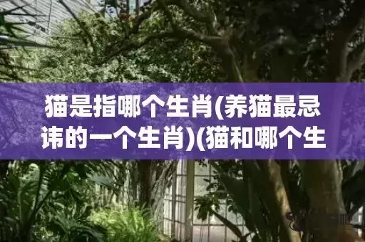 猫是指哪个生肖(养猫最忌讳的一个生肖)(猫和哪个生肖有关)