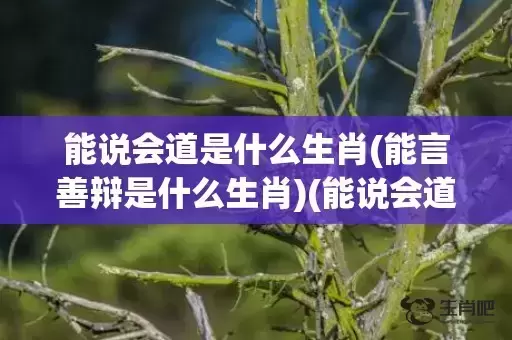 能说会道是什么生肖(能言善辩是什么生肖)(能说会道是什么生肖一)