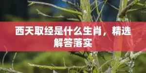 西天取经是什么生肖，精选解答落实