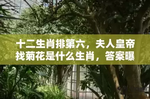 十二生肖排第六,夫人皇帝找菊花是什么生肖,答案曝光落实 十二生肖排第六,夫人皇帝找菊花是什么生肖,答案曝光落实