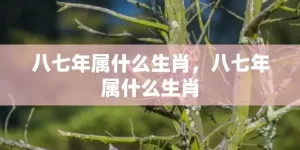 八七年属什么生肖，八七年属什么生肖