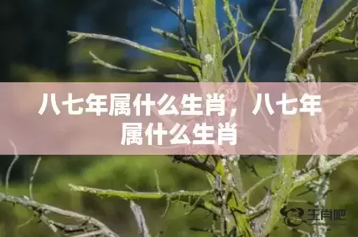 八七年属什么生肖，八七年属什么生肖