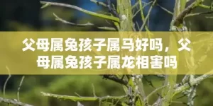 父母属兔孩子属马好吗，父母属兔孩子属龙相害吗