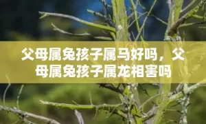 父母属兔孩子属马好吗，父母属兔孩子属龙相害吗