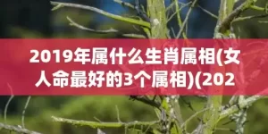 2019年属什么生肖属相(女人命最好的3个属相)(2020年属什么)