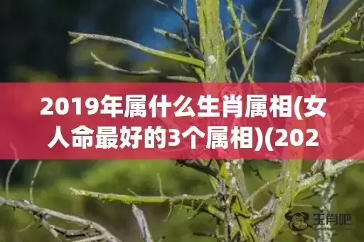 2019年属什么生肖属相(女人命最好的3个属相)(2020年属什么) 2019年属什么生肖属相(女人命最好的3个属相)(2020年属什么)