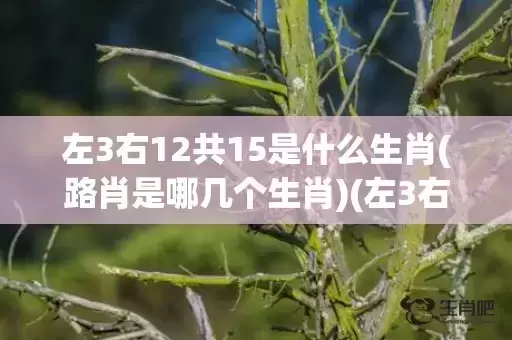 左3右12共15是什么生肖(路肖是哪几个生肖)(左3右12共15画代表什么生肖)