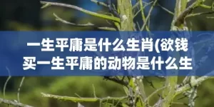 一生平庸是什么生肖(欲钱买一生平庸的动物是什么生肖)(一生平庸是什么生肖最准确动物)