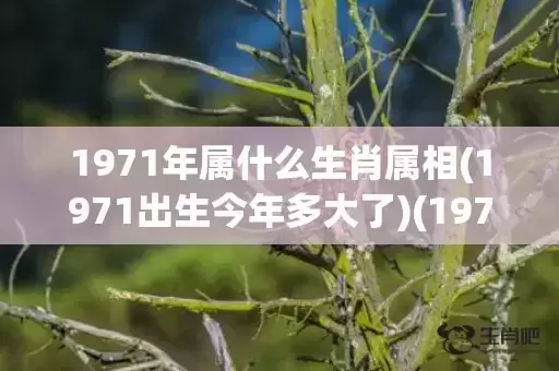 1971年属什么生肖属相(1971出生今年多大了)(1977年属什么)